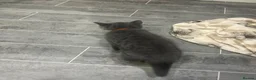 British Shorthair cats for sale: British Shorthair kittens | Ready Now |  - Advert 4