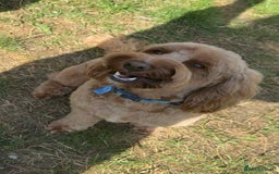 Cockapoo dogs for sale: Stunning F2 cockapoo pups  - Advert 11