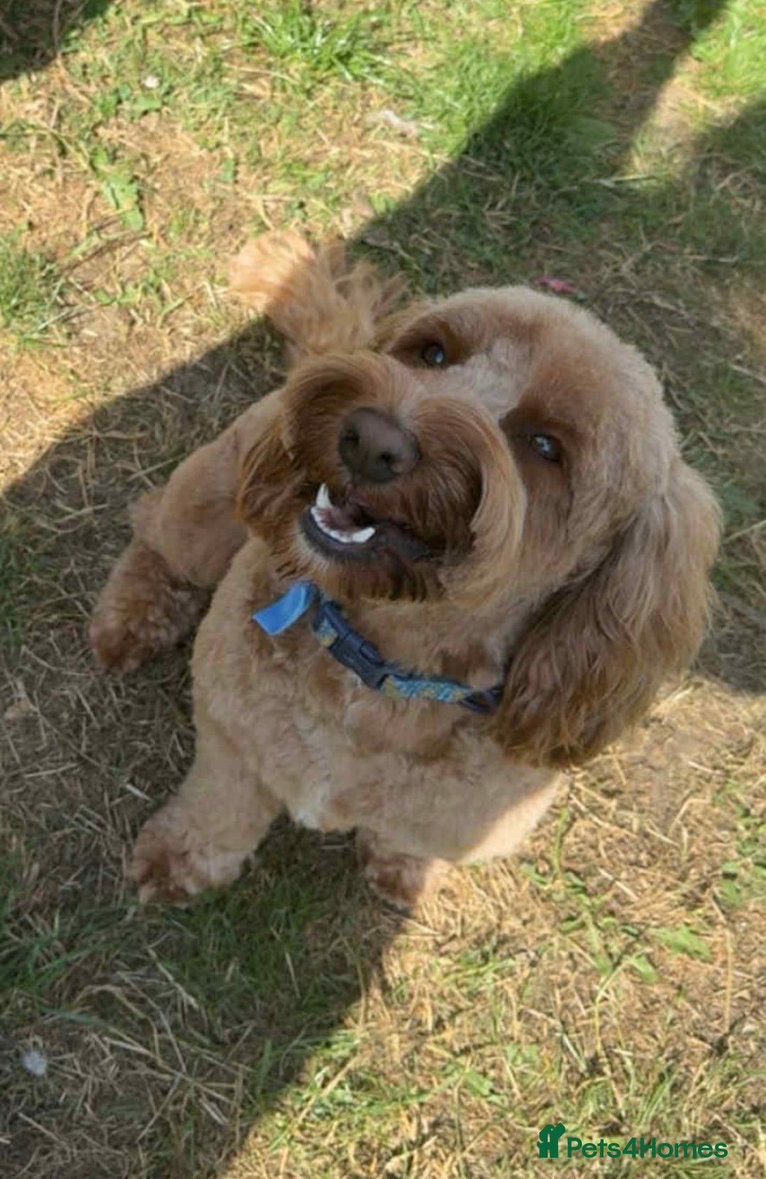 Cockapoo dogs for sale: Stunning F2 cockapoo pups  - Advert 11