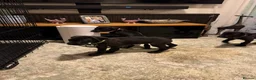 Great Dane dogs for sale: Ready now! Beautiful KC Great Dane puppies  - Advert 14