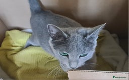 Russian Blue cats for sale: GCCF ACTIVE RUSSIAN QUEEN - Advert 5
