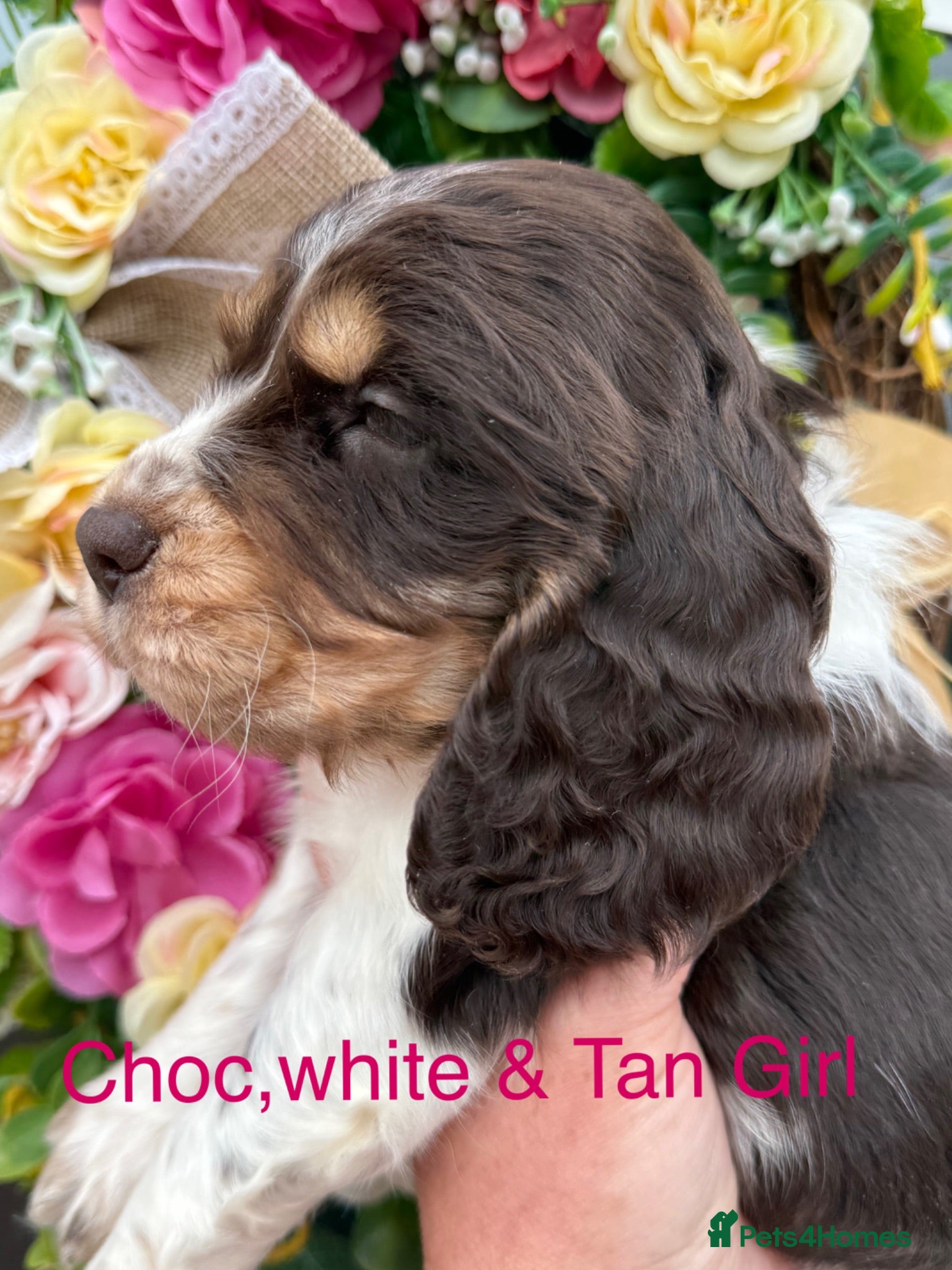Cocker Spaniel dogs Sykehead cocker spaniels KC comprehensive health - Advert 1