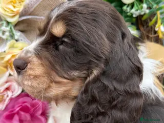 Cocker Spaniel dogs for sale: Sykehead cocker spaniels KC comprehensive health - Advert 2