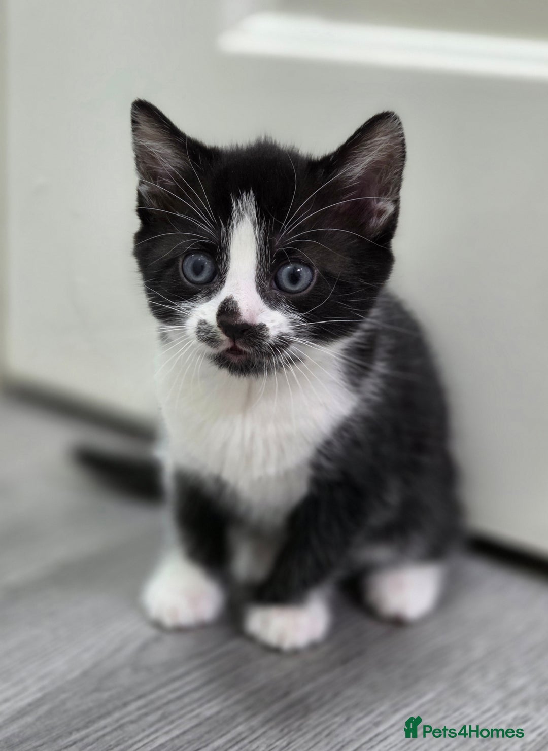 Mixed Breed cats for sale: Mixed breed kittens - Advert 17