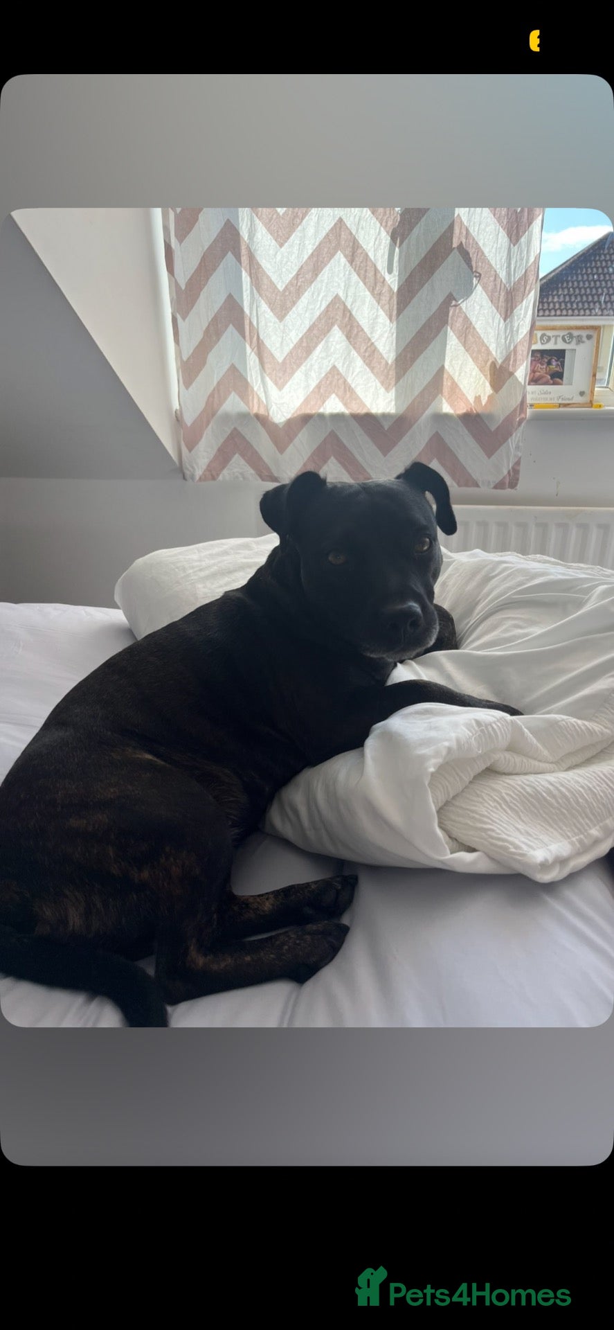 Mixed Breed dogs Female jack russel/staffy - Advert 3