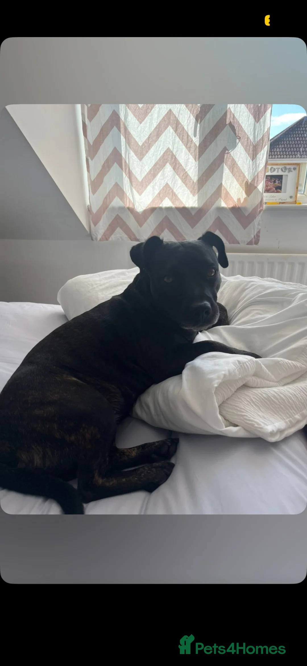 Mixed Breed dogs for sale: Female jack russel/staffy in Exeter - Advert 1