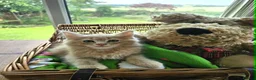 Maine Coon cats for sale: **FABULOUS GORGEOUS MAINE COON KITTYS READY NOW ** - Advert 3