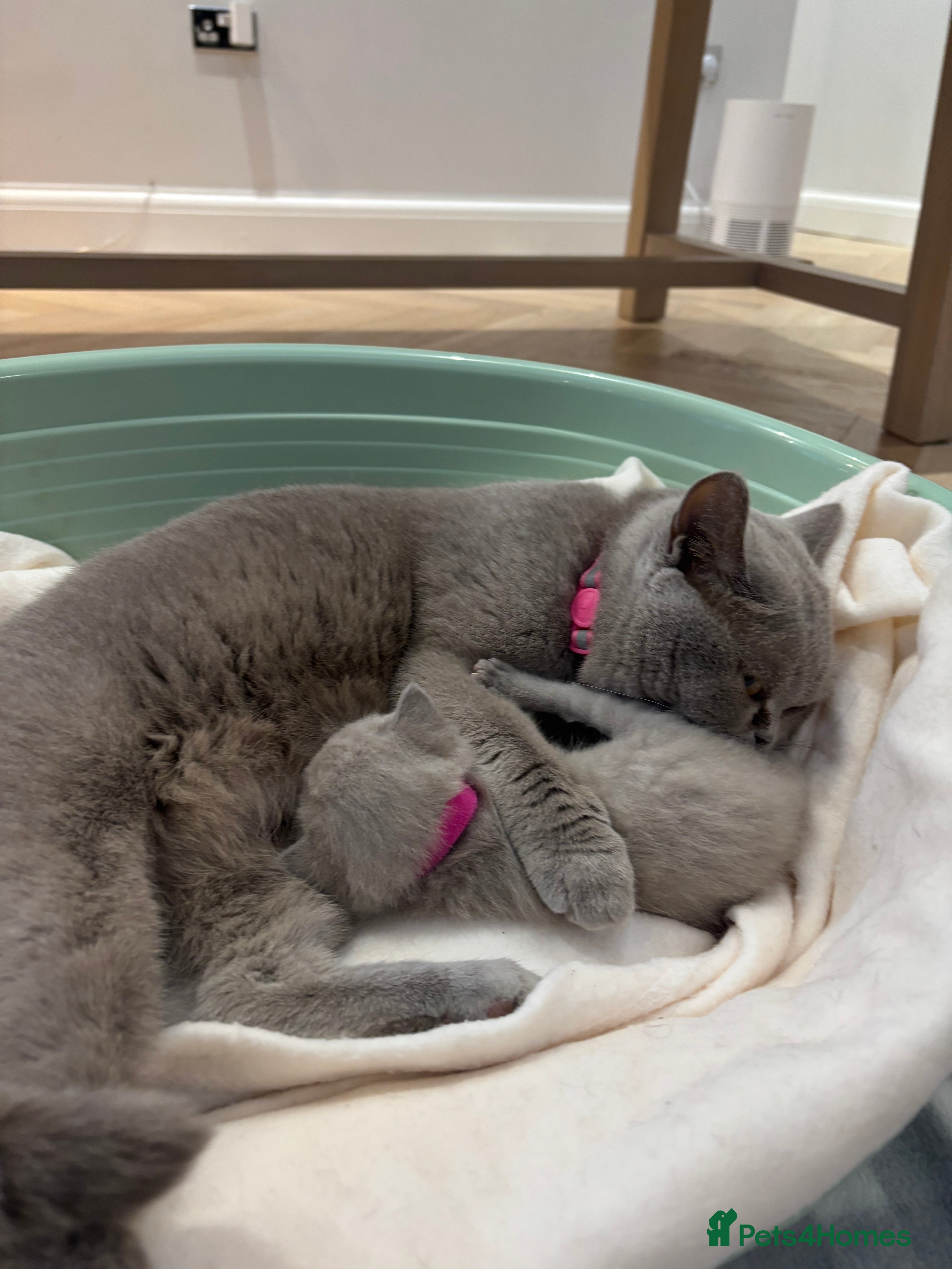 British Shorthair cats British Shorthair Kittens - Advert 2