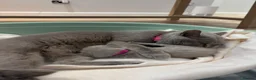British Shorthair cats for sale: British Shorthair Kittens - Advert 2
