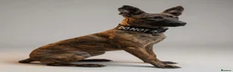 Belgian Shepherd Dog dogs for sale: Belgian Malinois / Dutch Herder Girl rehome - Advert 1