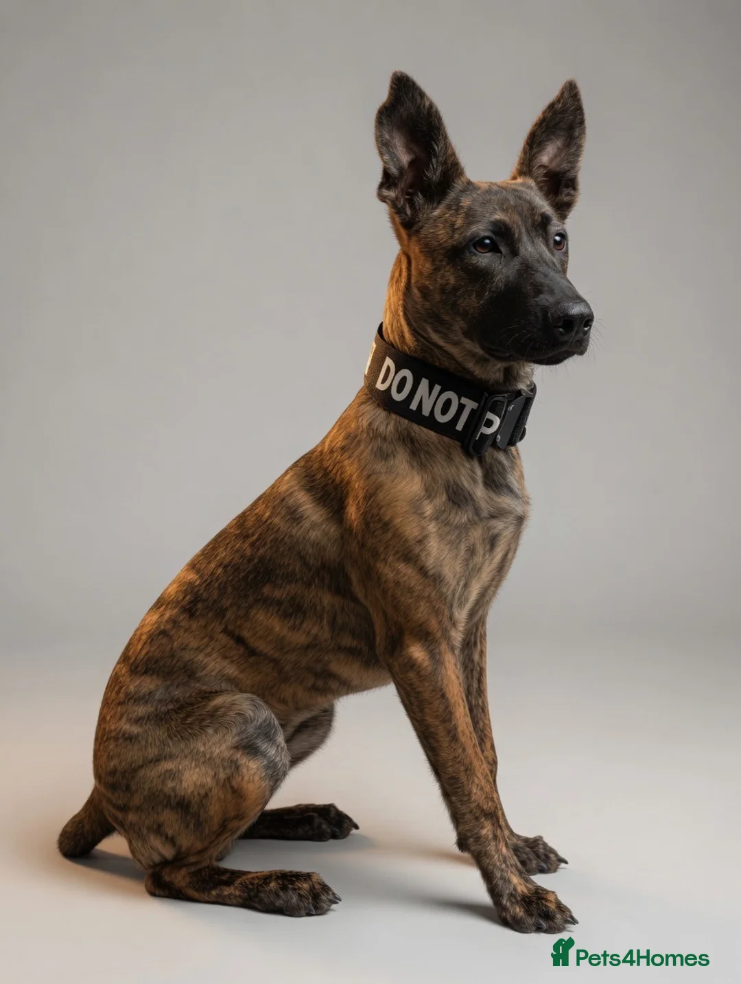 Belgian Shepherd Dog dogs for sale: Belgian Malinois / Dutch Herder Girl rehome - Advert 1