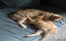 Mixed Breed cats for sale: Beautiful kitten - Image 3