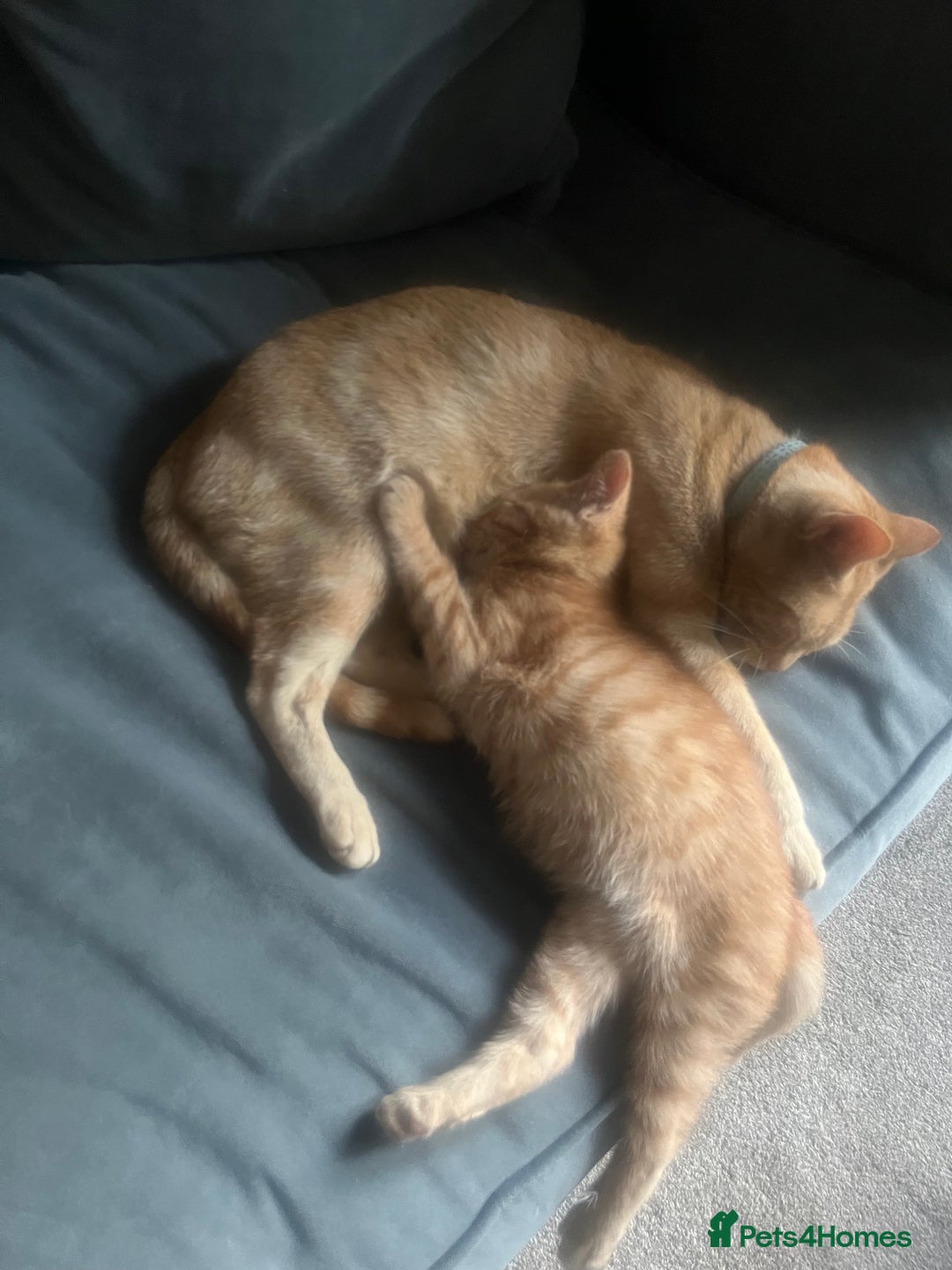 Mixed Breed cats for sale: Beautiful kitten - Image 3