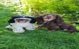 Cockapoo dogs for sale: Beautiful F1 Cockapoos - Image 16
