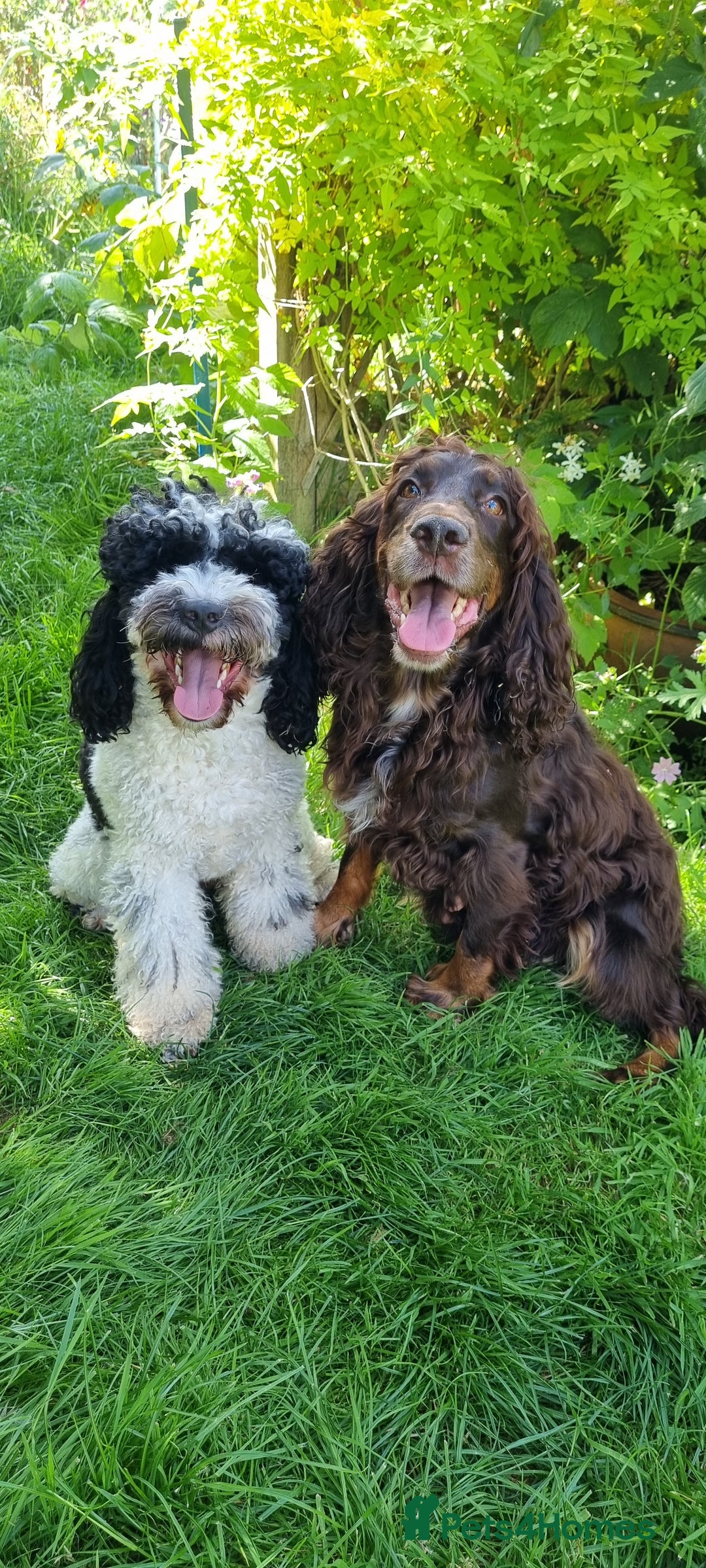 Cockapoo dogs for sale: Beautiful F1 Cockapoos - Image 16