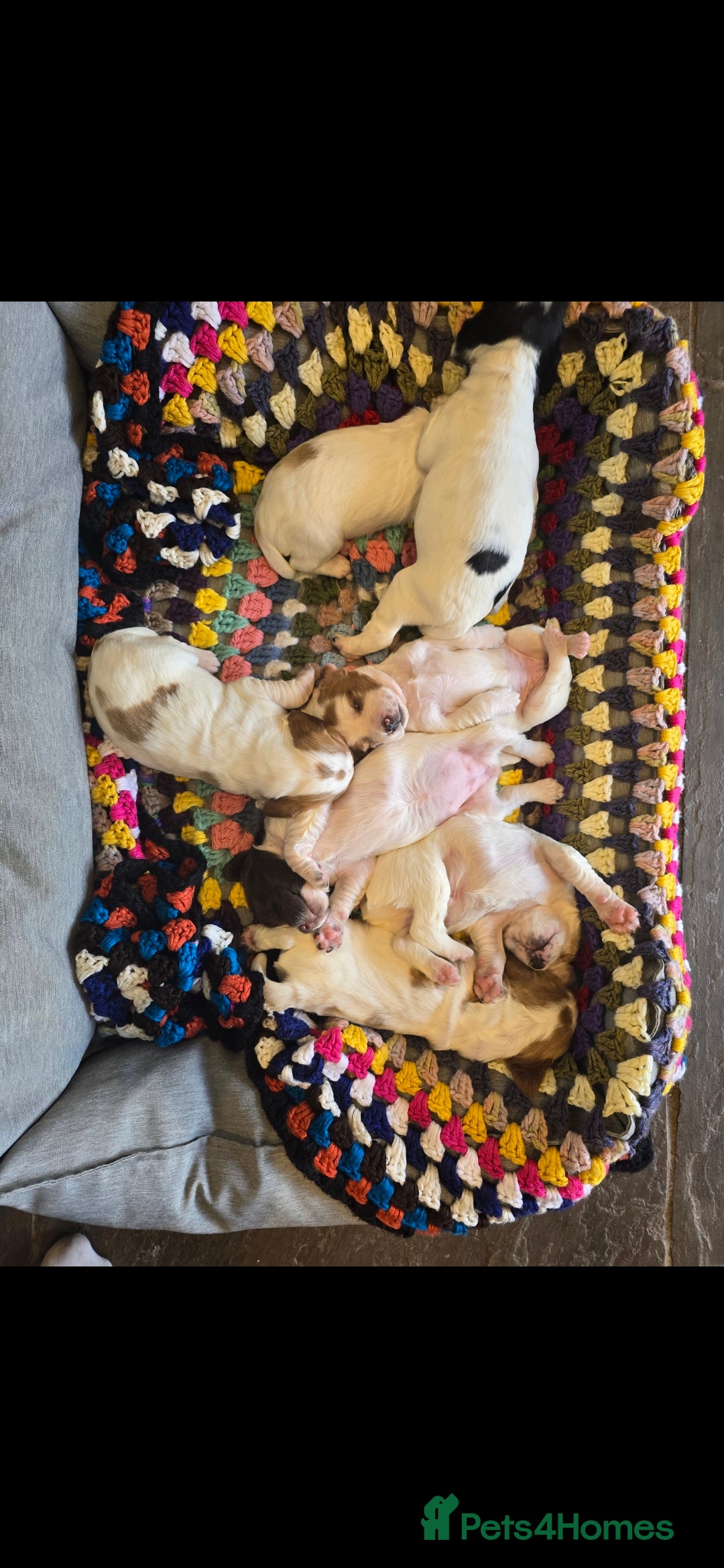 Sprocker dogs for sale: Sprockers - Image 8