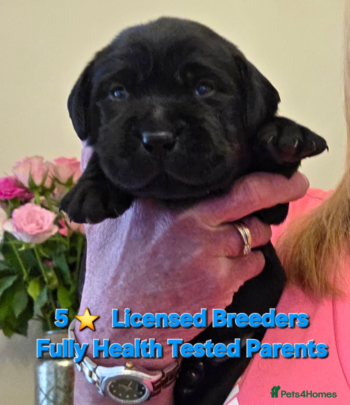 Labrador Retriever dogs Beautiful Black Labrador Puppies  - Advert 1