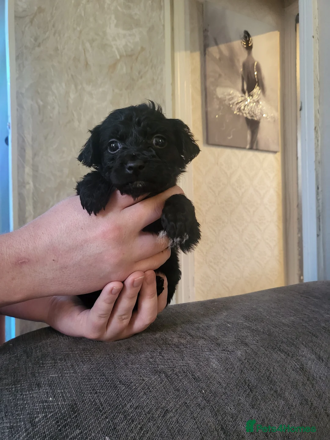 Cockapoo dogs for sale: Beautiful cockapoo  - Advert 6