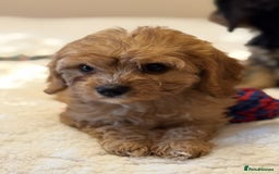 Cavapoo dogs for sale: Health-checked calm loving pups - Image 2