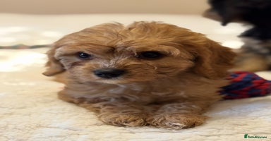 Cavapoo dogs - Advert 4