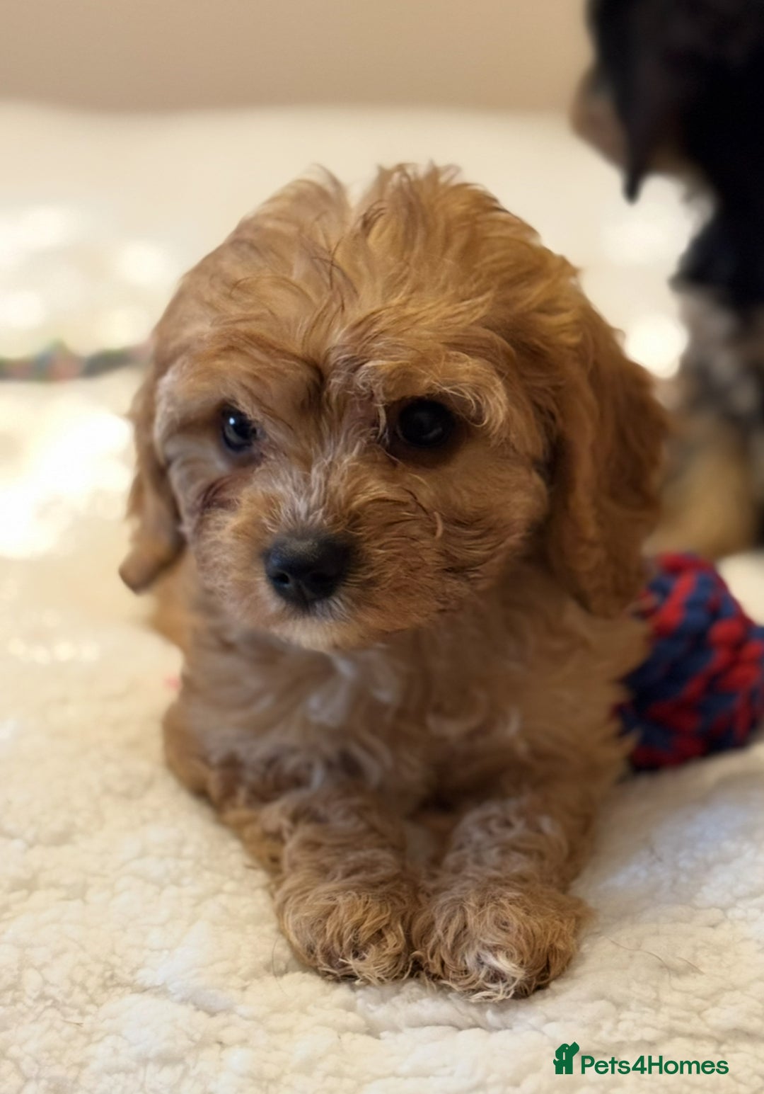 Cavapoo dogs for sale: Health-checked calm loving pups - Image 2