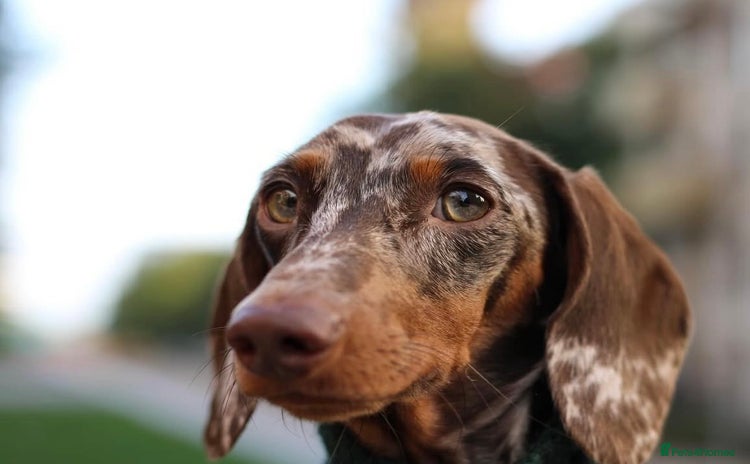 Miniature Dachshund dogs - Advert 1