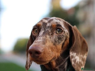 Miniature Dachshund dogs - Advert 21