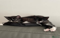 Domestic Shorthair cats for sale: kittens for sale (12 weeks old) - Image 12