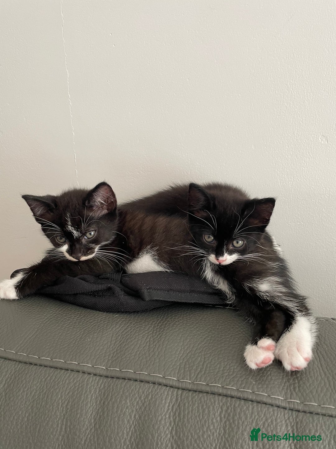 Domestic Shorthair cats for sale: kittens for sale (12 weeks old) - Image 12