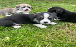 Welsh Corgi Pembroke dogs for sale: KC Registered Cuties! Pembrokeshire Corgi Puppies - Image 12