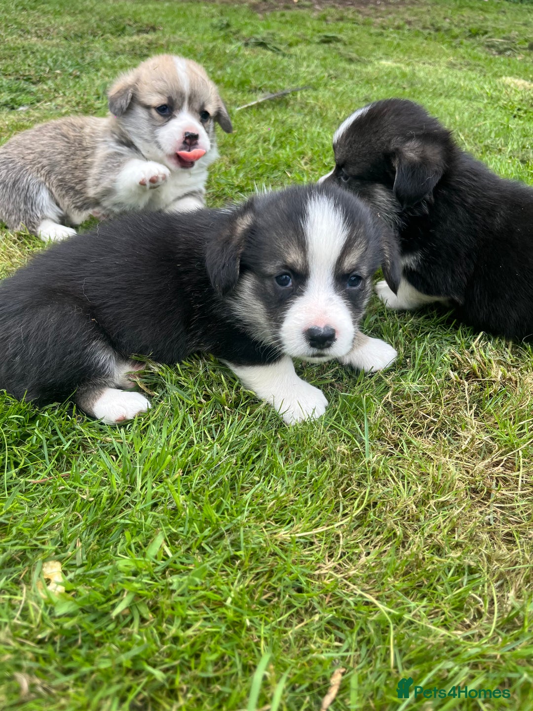 Welsh Corgi Pembroke dogs for sale: KC Registered Cuties! Pembrokeshire Corgi Puppies - Image 12