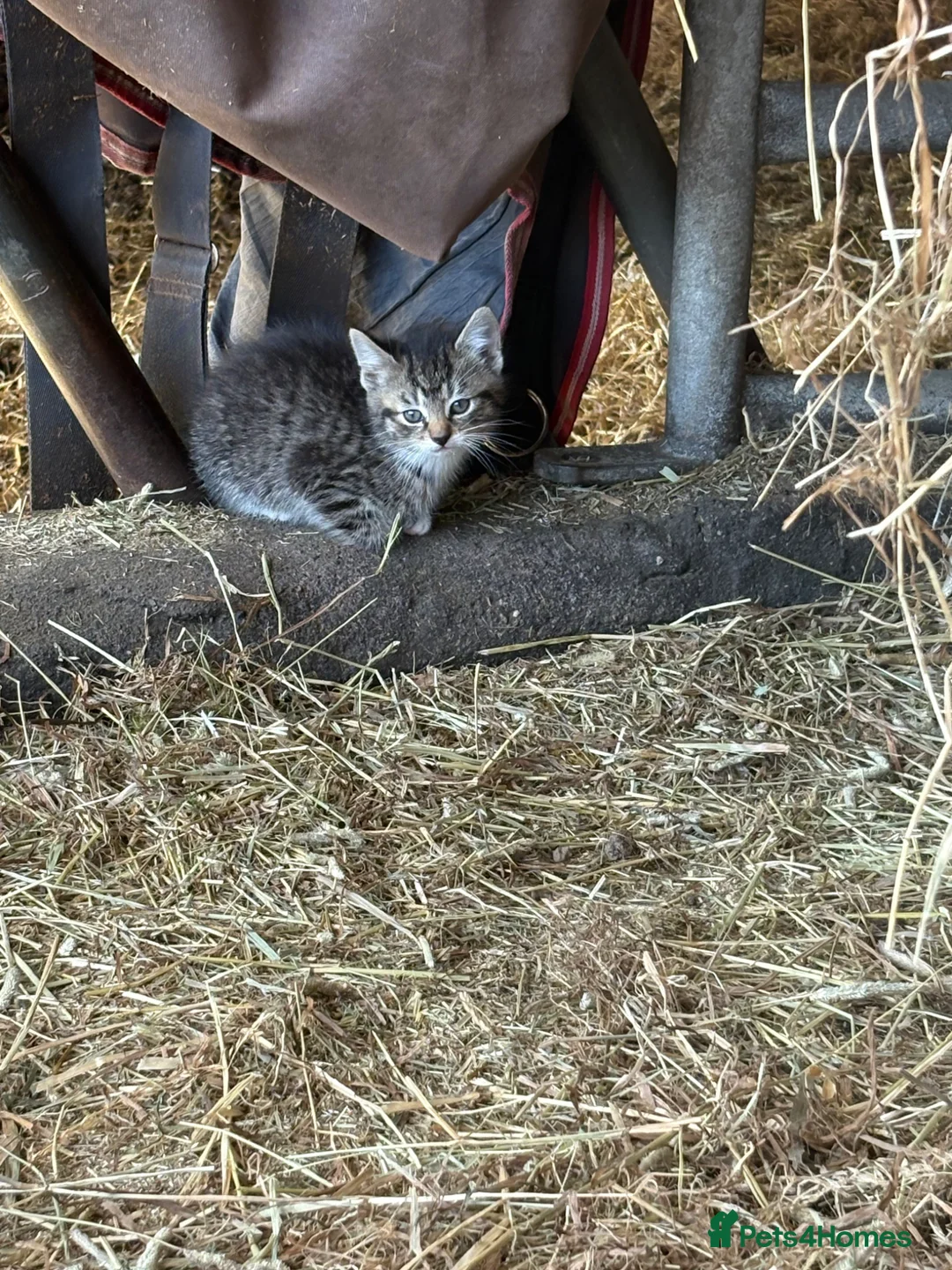 Mixed Breed cats for sale: 8 Farm Kittens   - Advert 2