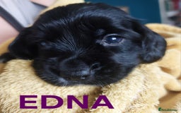 Sprocker dogs for sale: Exceptional working-line puppies for loving homes! - Image 3
