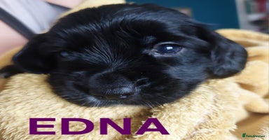 Sprocker dogs - Advert 4