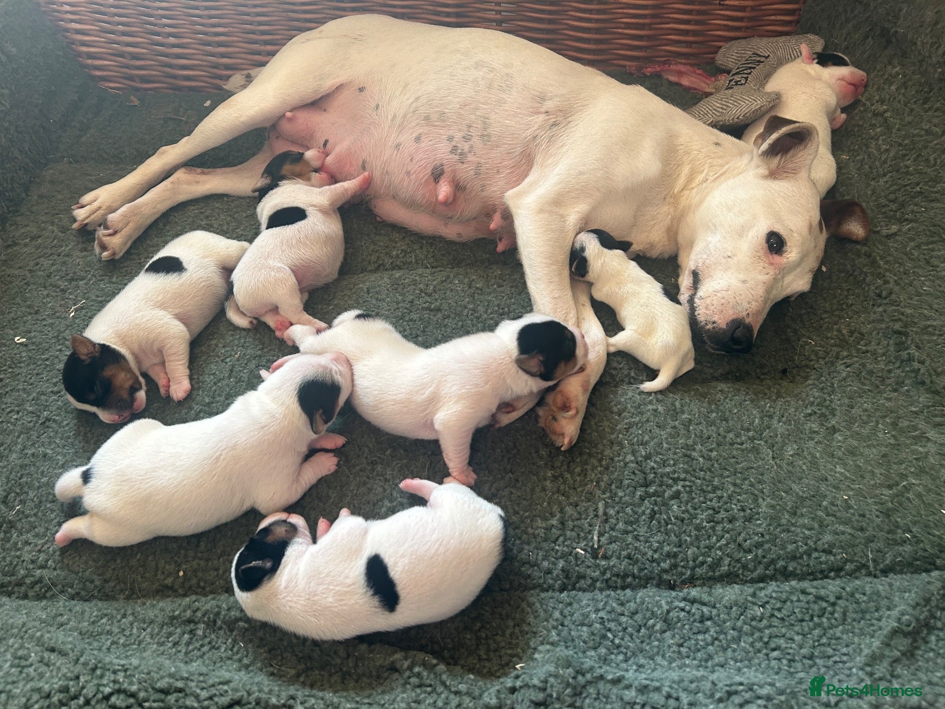 Jack Russell dogs Tess & jacks puppies - Advert 2