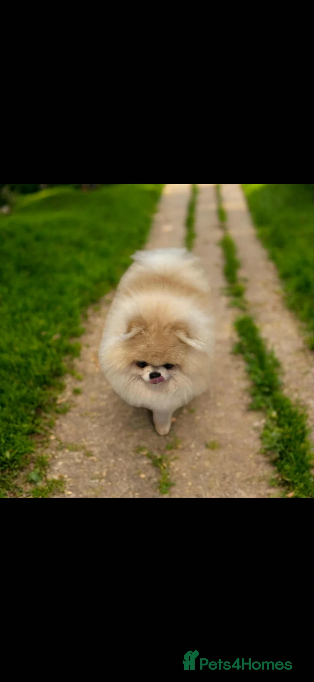 Pomeranian dogs for sale: Tiny Pomeranian Pups - Advert 5