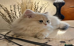 British Longhair cats for sale: Beautiful Kitten available - Image 2