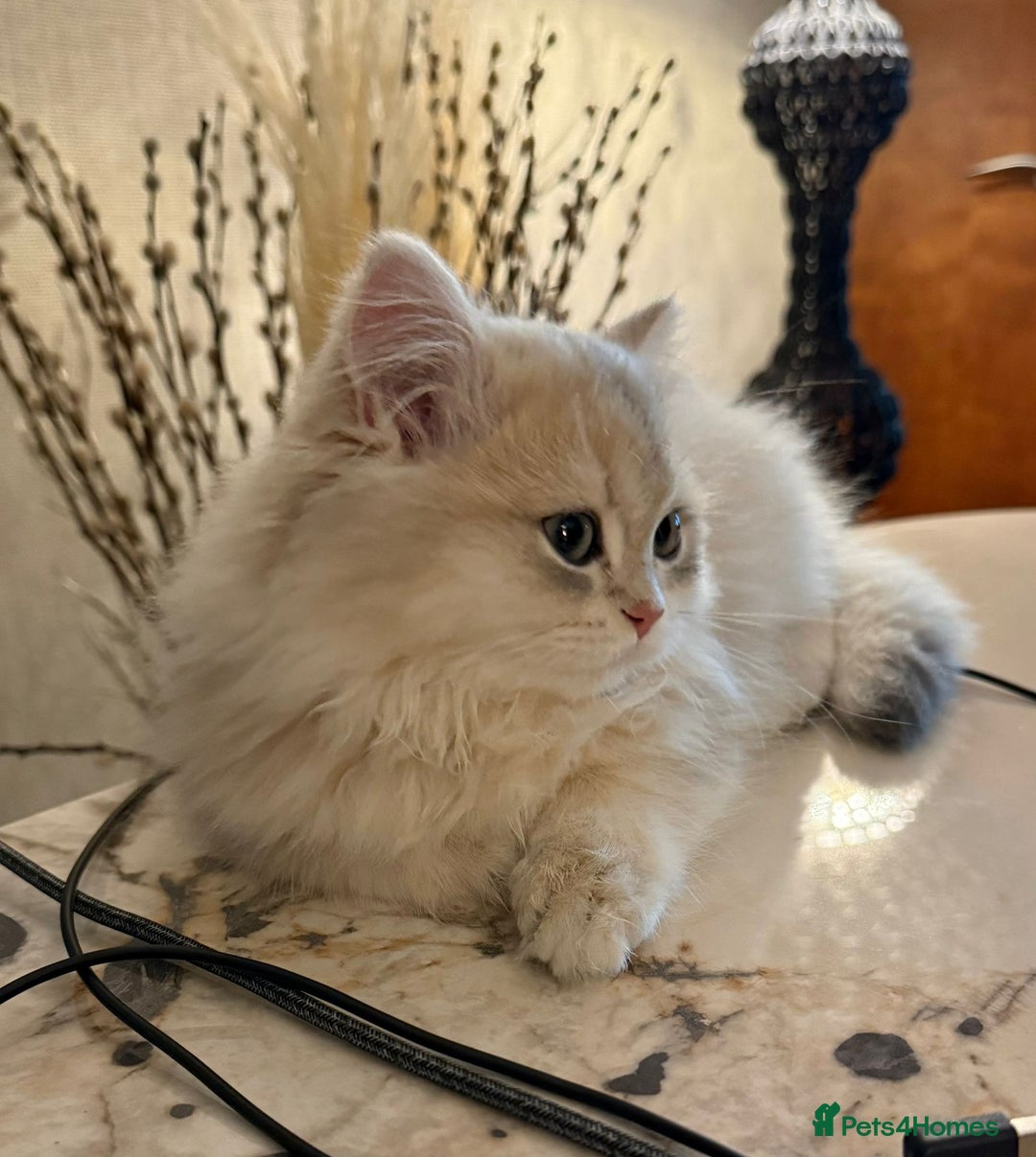 British Longhair cats for sale: Beautiful Kitten available - Image 2