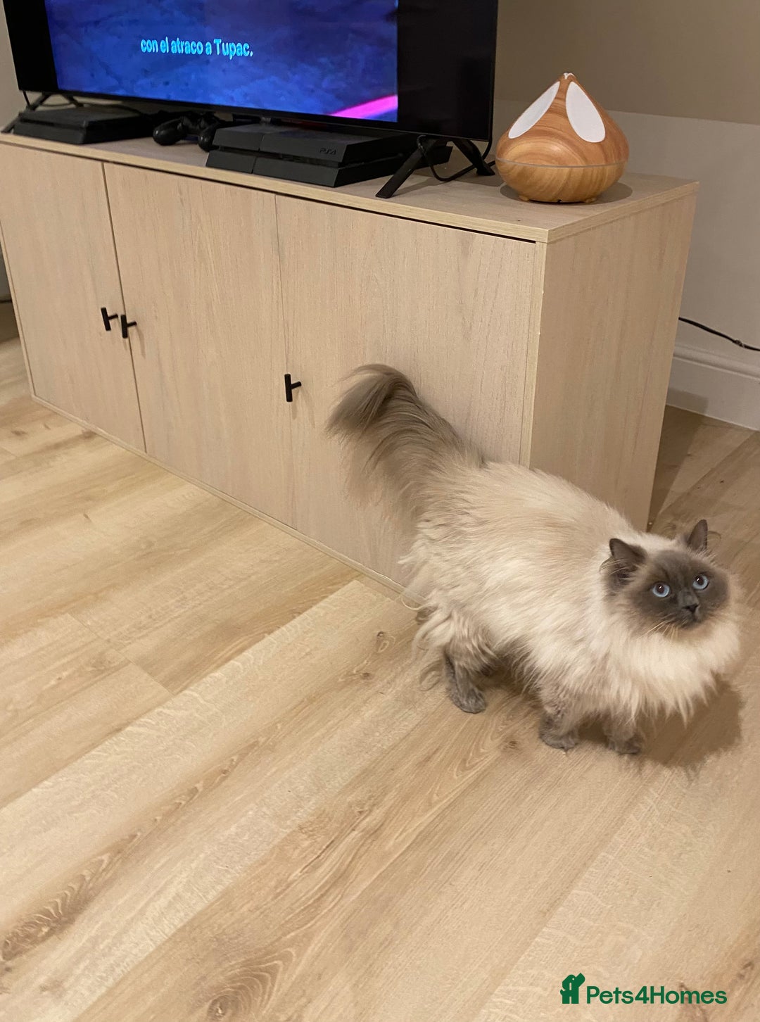 Ragdoll cats for sale: Ragdoll Girl Looking for Her Forever Home  - Advert 6