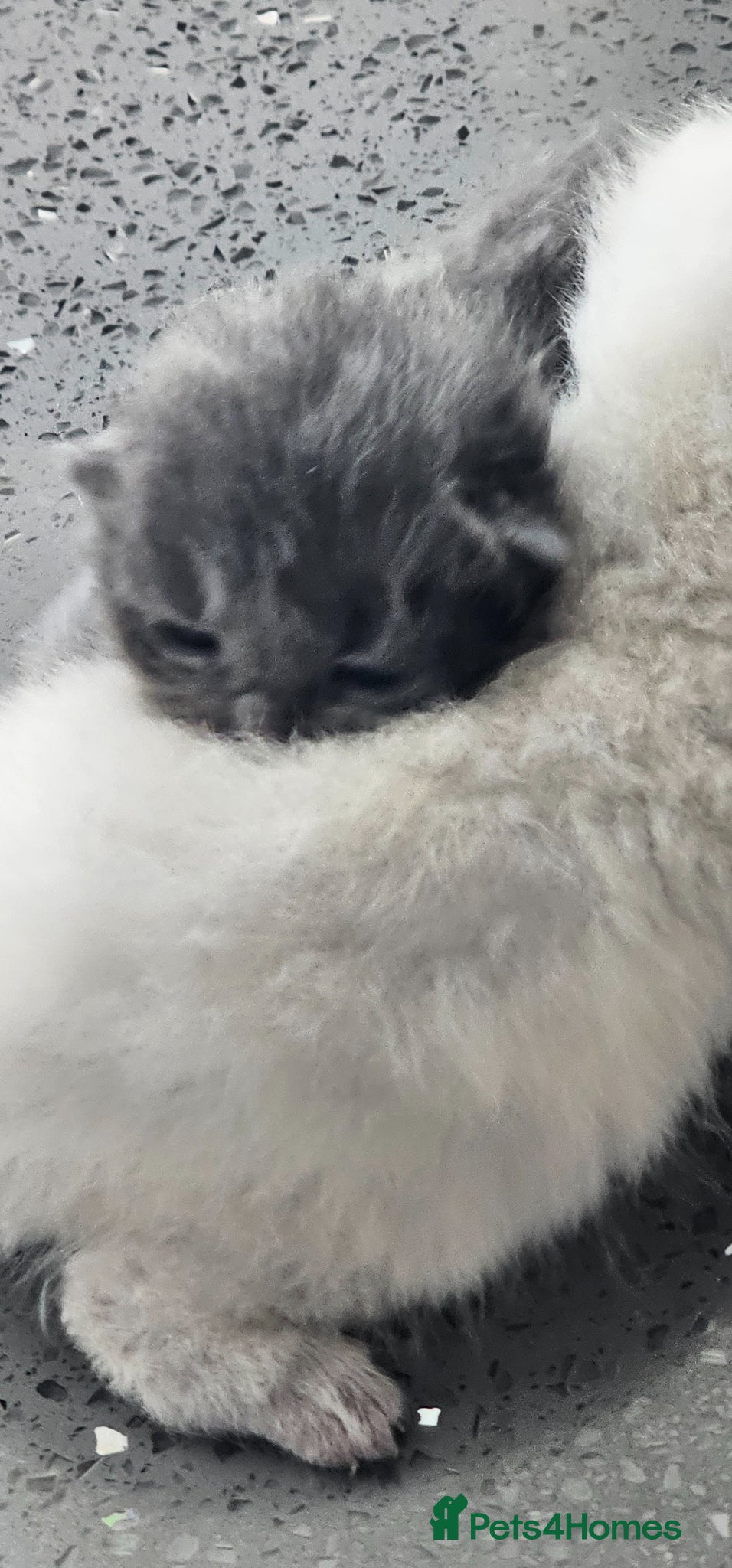 British Shorthair cats for sale: 4 bsh kittens - Advert 9