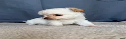 Chihuahua dogs for sale: 2 Gorgeous little long haired Chihuahua babies  - Advert 9