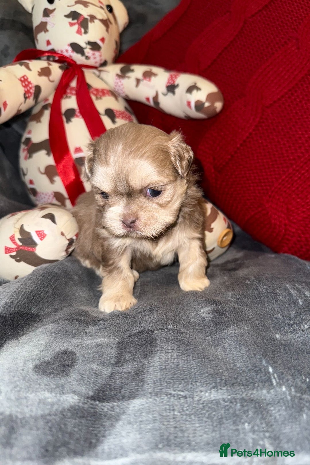 Shih Tzu dogs for sale: 🧡💜Stunning KC Registered Shih Tzu Puppies🧡💜 - Advert 12