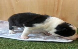 Border Collie dogs for sale: Traditional rough coated border collie puppy - Image 4