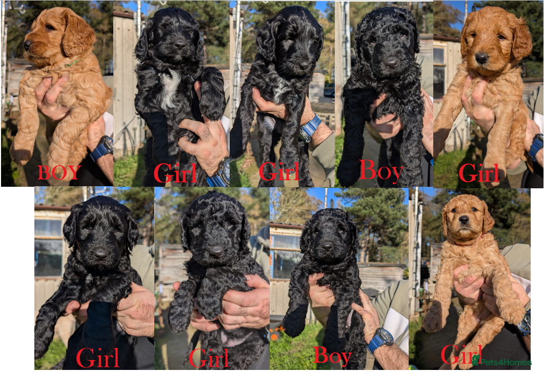Labradoodle dogs Large Standard Labradoodle F3/multigen Puppies - Advert 1