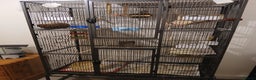 Mixed Breed birds for sale: Zebra finches and diamond doves with cage  - Advert 1