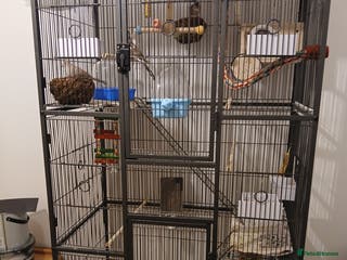 Mixed Breed birds Zebra finches and diamond doves with cage - Advert 3