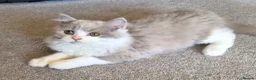 British Longhair cats for sale: Amazing loving boy  - Advert 12