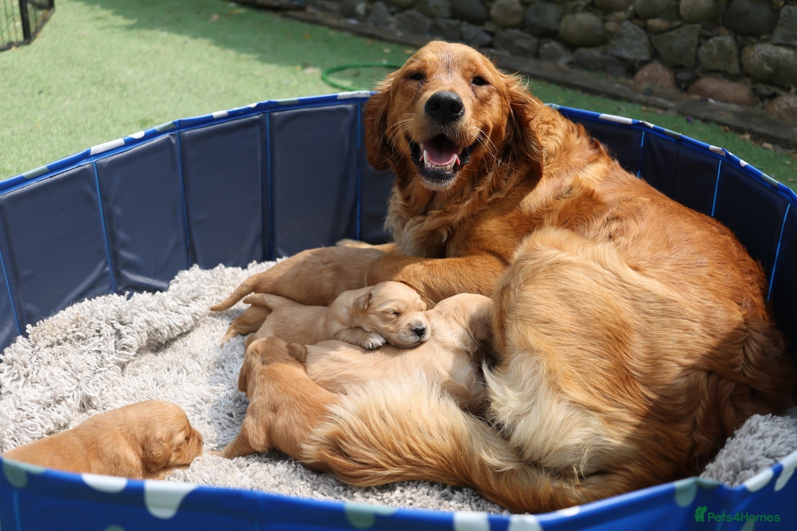 Golden Retriever dogs Gorgeous Golden Retriever Puppies (KC Reg Parents) - Advert 1