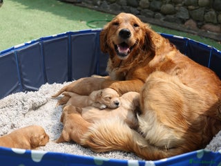 Golden Retriever dogs Gorgeous Golden Retriever Puppies (KC Reg Parents) - Advert 3