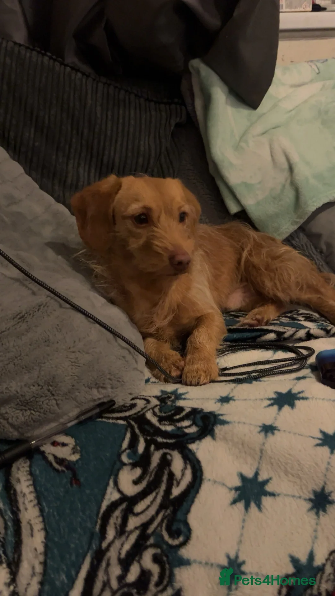 Doxiepoo dogs for sale: Dashound x poodle (doxiepoo)  - Advert 1